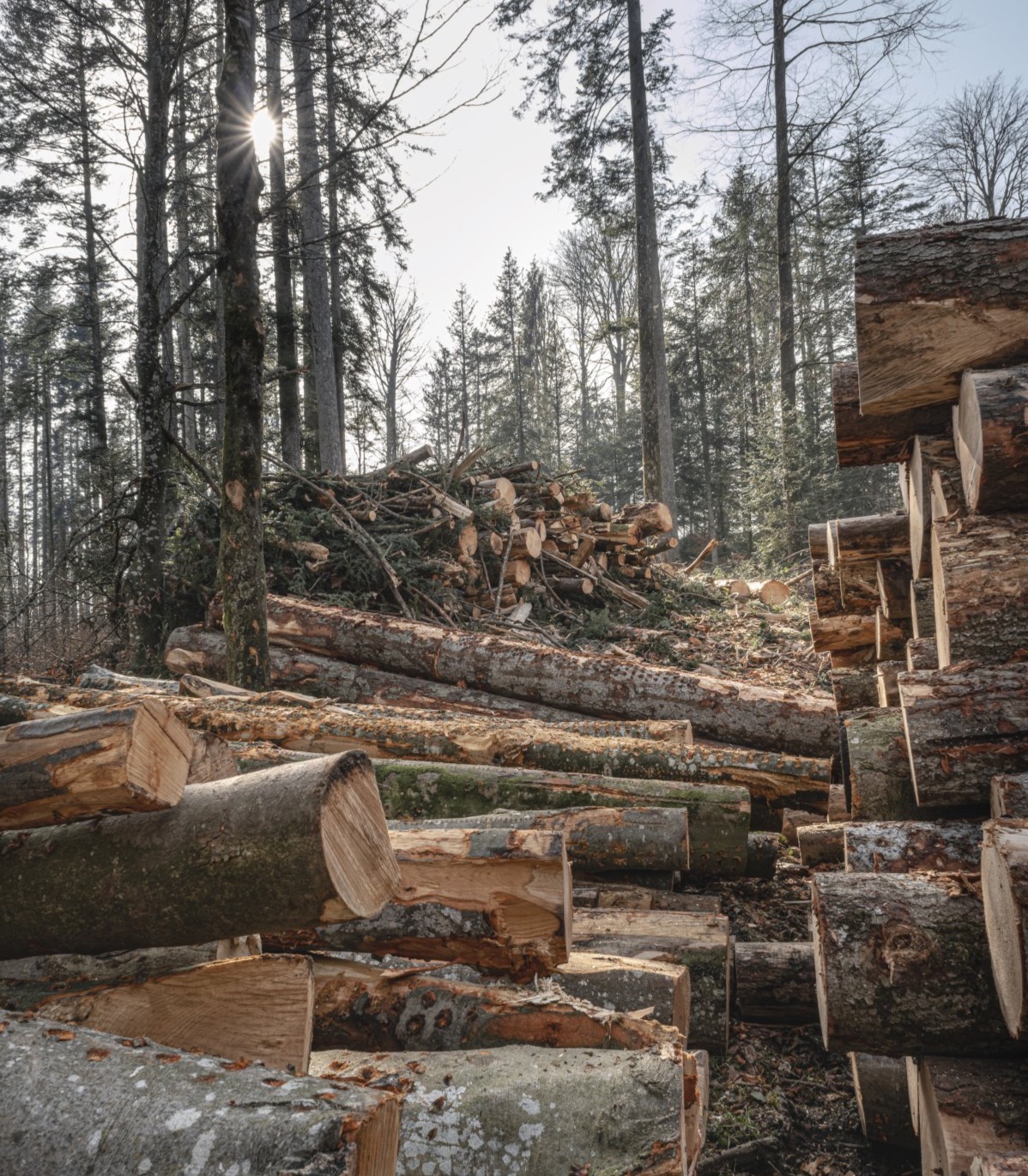 Lignum Zentralschweiz